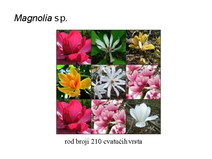 Magnolia sp. rod broji 210 cvatućih vrsta 