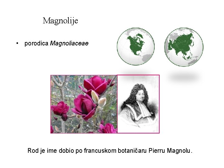 Magnolije • porodica Magnoliaceae Rod je ime dobio po francuskom botaničaru Pierru Magnolu. 