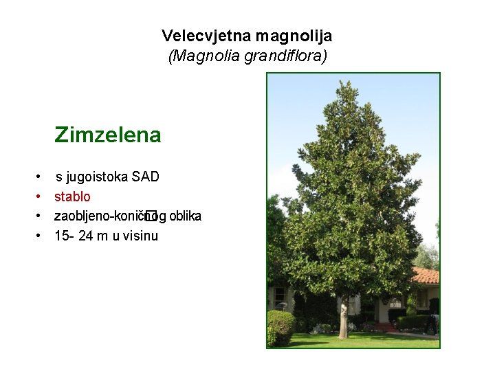 Velecvjetna magnolija (Magnolia grandiflora) Zimzelena • s jugoistoka SAD • stablo • zaobljeno-konič� nog