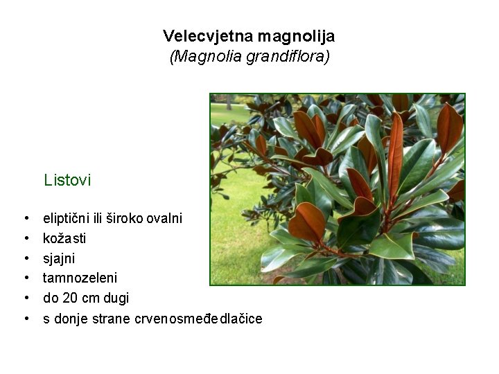 Velecvjetna magnolija (Magnolia grandiflora) Listovi • • • eliptični ili široko ovalni kožasti sjajni