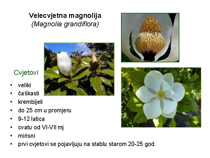 Velecvjetna magnolija (Magnolia grandiflora) Cvjetovi • • veliki čaškasti krembijeli do 25 cm u