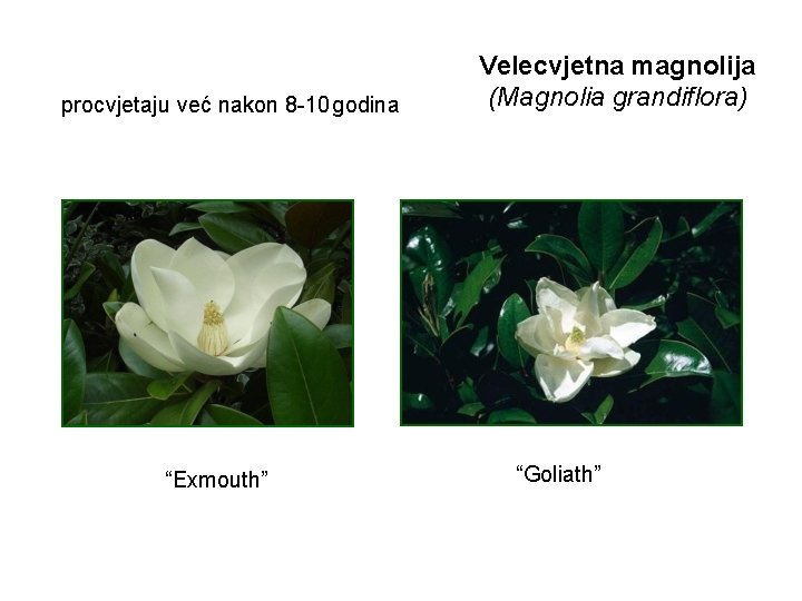 procvjetaju već nakon 8 -10 godina “Exmouth” Velecvjetna magnolija (Magnolia grandiflora) “Goliath” 