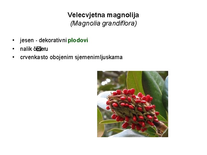 Velecvjetna magnolija (Magnolia grandiflora) • jesen - dekorativni plodovi • nalik č� ešeru •