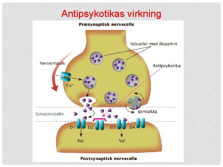 Antipsykotikas virkning 