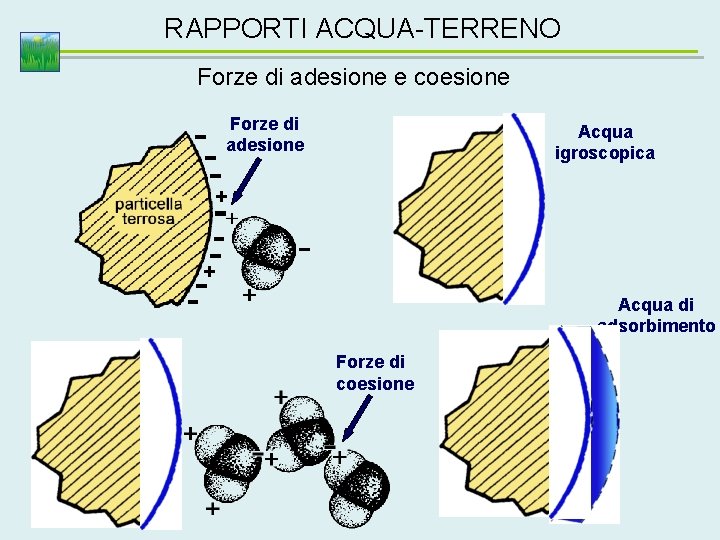 RAPPORTI ACQUA-TERRENO Forze di adesione e coesione Forze di adesione Acqua igroscopica + +