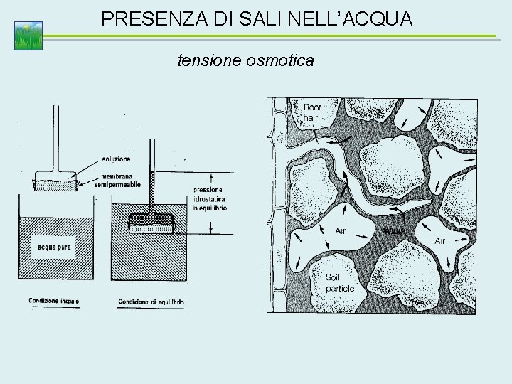 PRESENZA DI SALI NELL’ACQUA tensione osmotica 