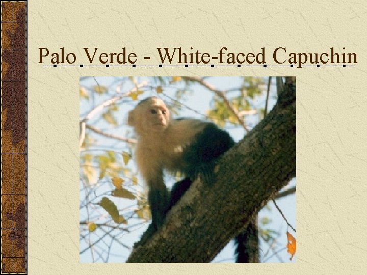 Palo Verde - White-faced Capuchin 