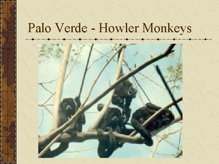 Palo Verde - Howler Monkeys 