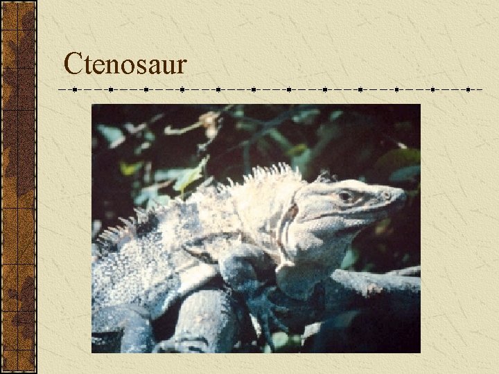 Ctenosaur 