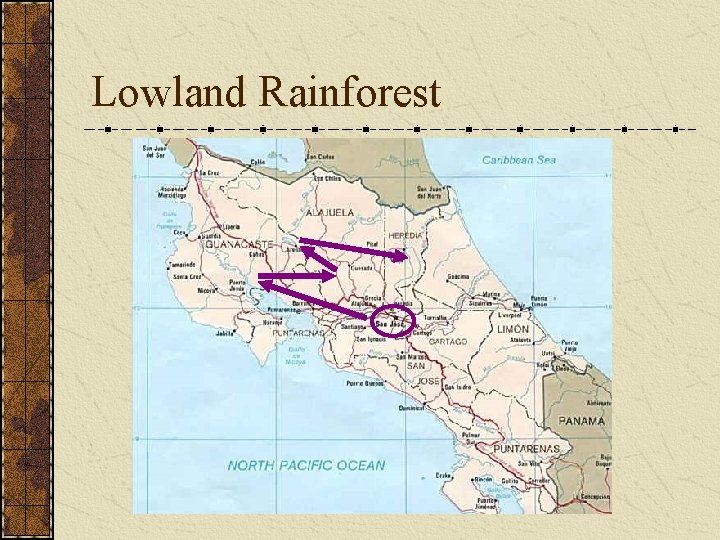 Lowland Rainforest 