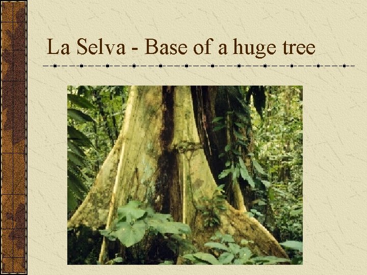 La Selva - Base of a huge tree 