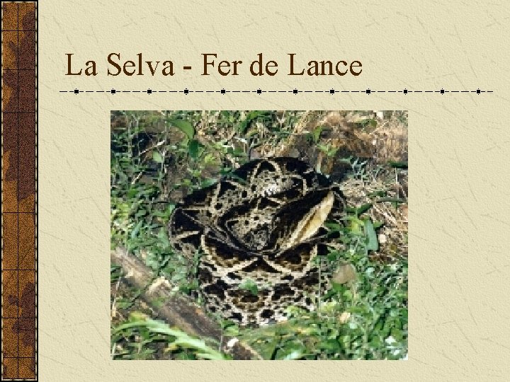 La Selva - Fer de Lance 