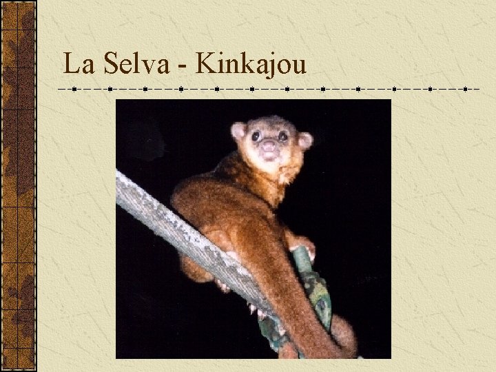La Selva - Kinkajou 