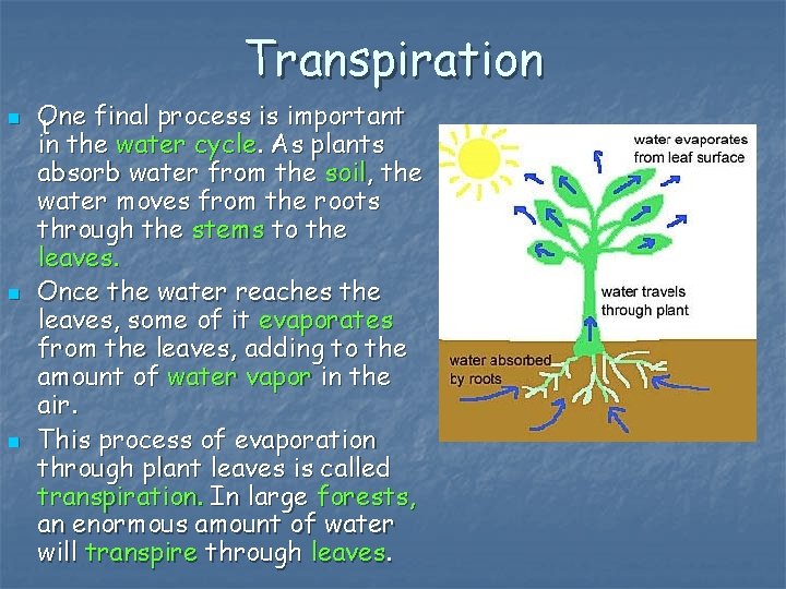 Transpiration n One final process is important t in the water cycle. As plants
