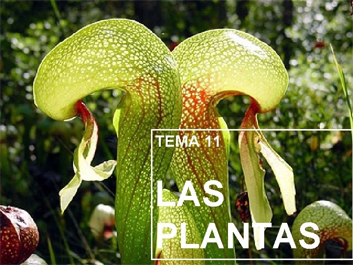 TEMA 11 LAS PLANTAS 