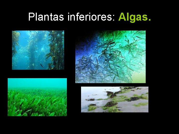 Plantas inferiores: Algas. 