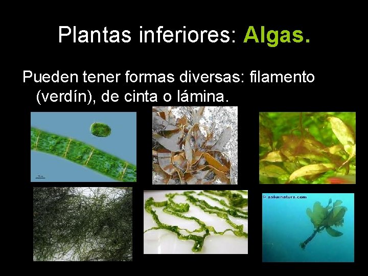 Plantas inferiores: Algas. Pueden tener formas diversas: filamento (verdín), de cinta o lámina. 