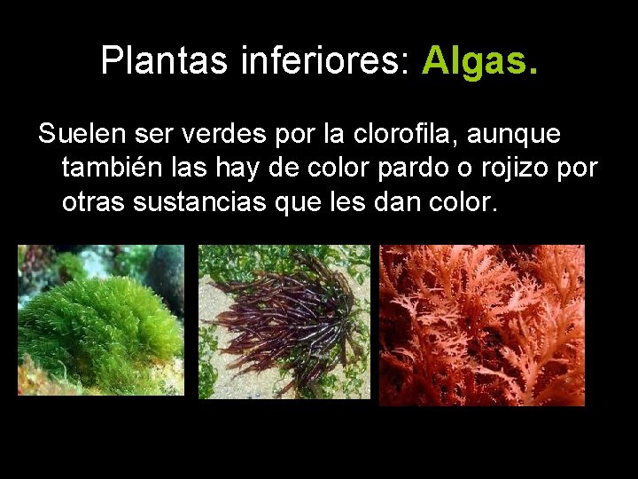 Plantas inferiores: Algas. Suelen ser verdes por la clorofila, aunque también las hay de