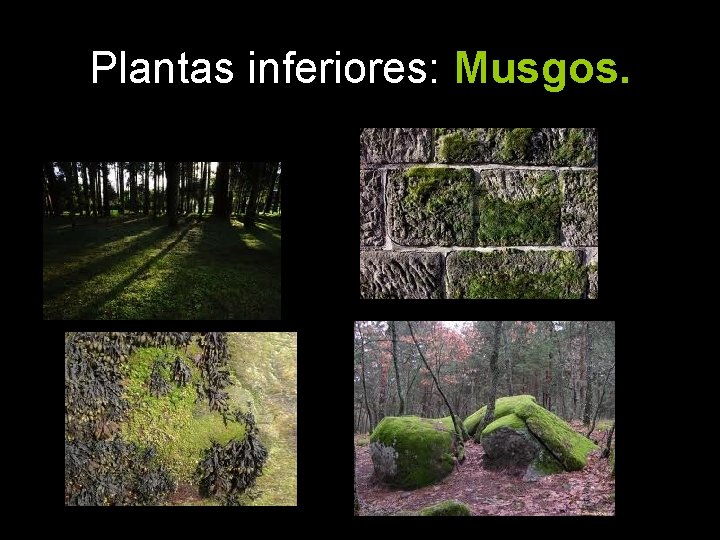 Plantas inferiores: Musgos. 