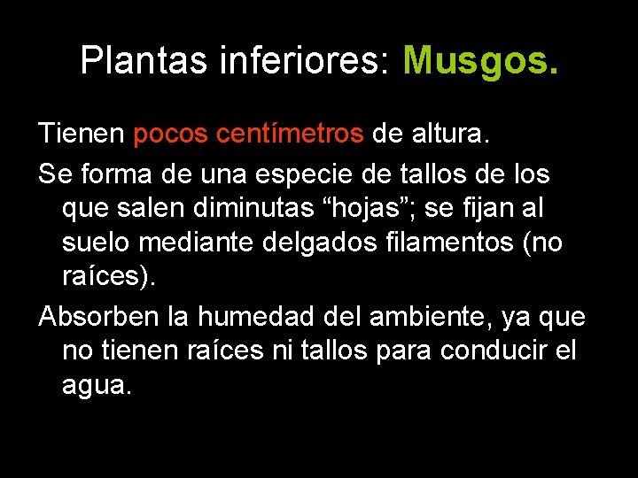 Plantas inferiores: Musgos. Tienen pocos centímetros de altura. Se forma de una especie de