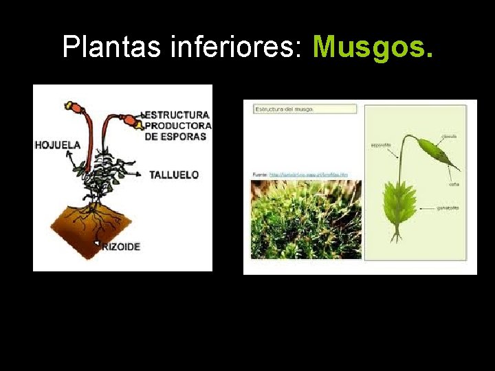 Plantas inferiores: Musgos. 