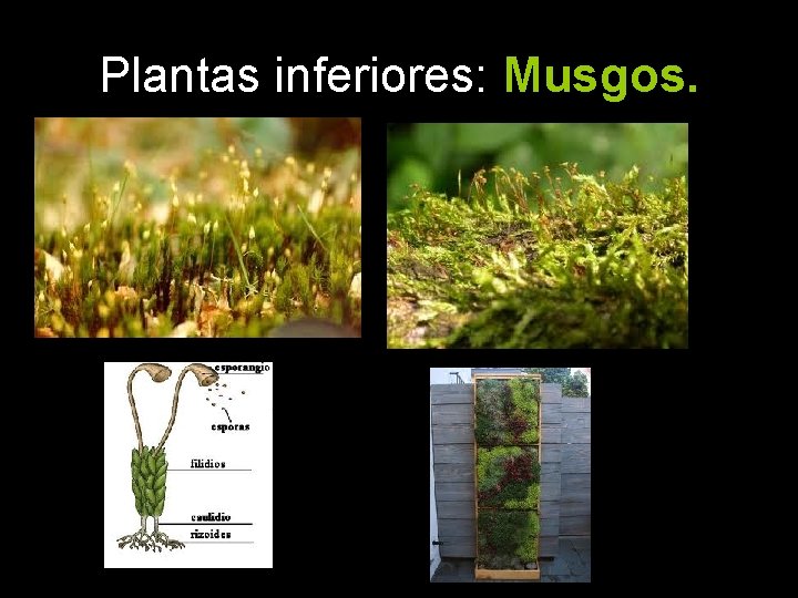 Plantas inferiores: Musgos. 