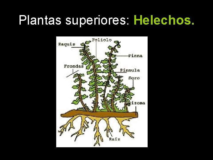 Plantas superiores: Helechos. 