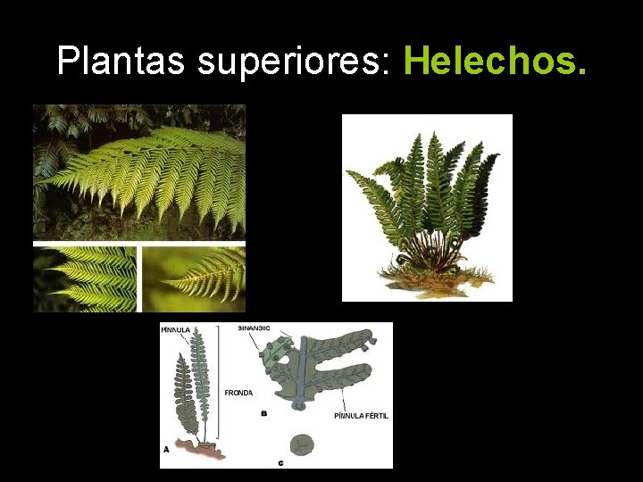 Plantas superiores: Helechos. 