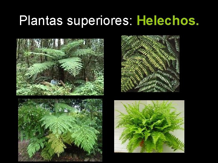 Plantas superiores: Helechos. 