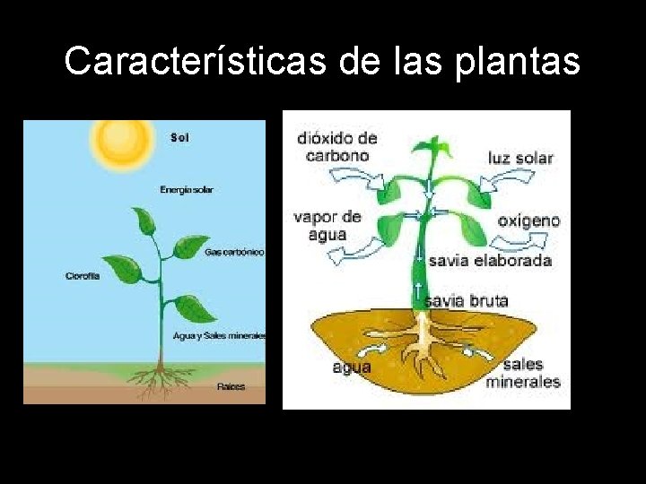 Características de las plantas 