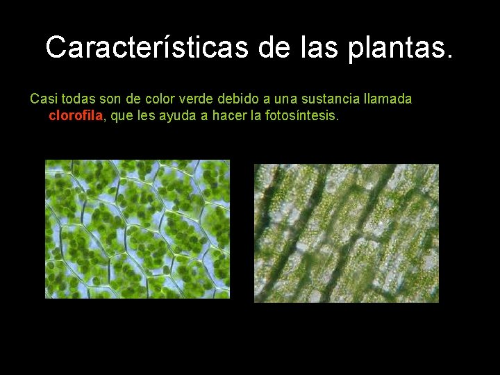 Características de las plantas. Casi todas son de color verde debido a una sustancia