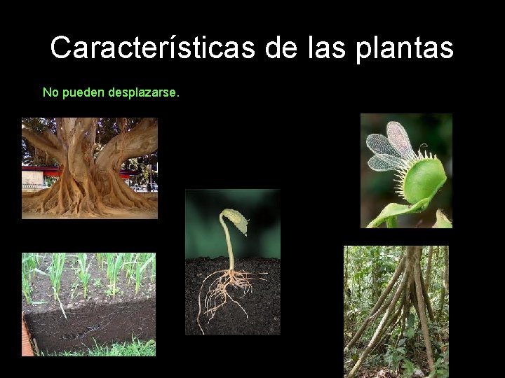 Características de las plantas No pueden desplazarse. 