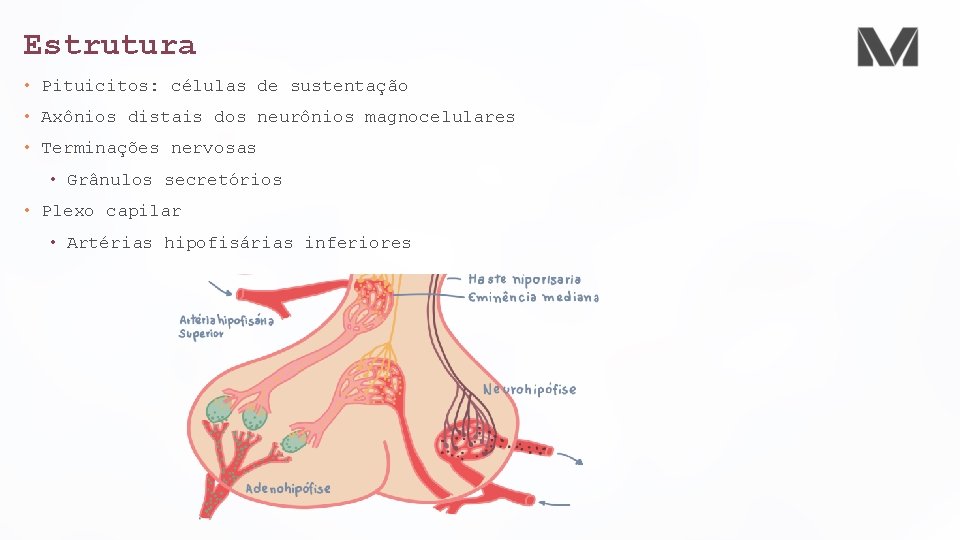 Estrutura • Pituicitos: células de sustentação • Axônios distais dos neurônios magnocelulares • Terminações