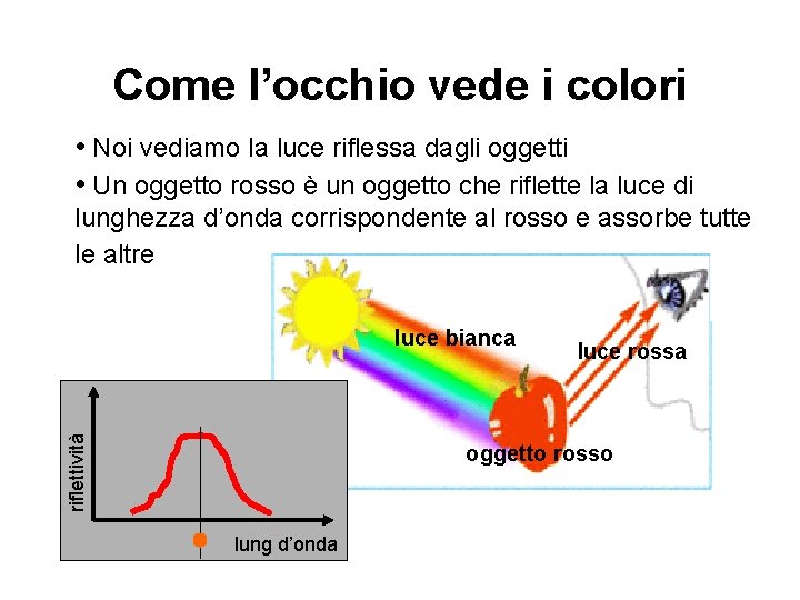 Come l’occhio vede i colori • Noi vediamo la luce riflessa dagli oggetti •