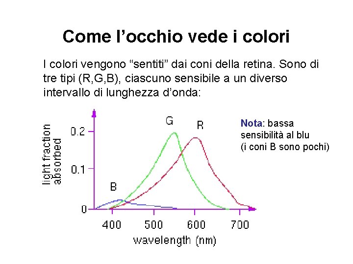 Come l’occhio vede i colori I colori vengono “sentiti” dai coni della retina. Sono