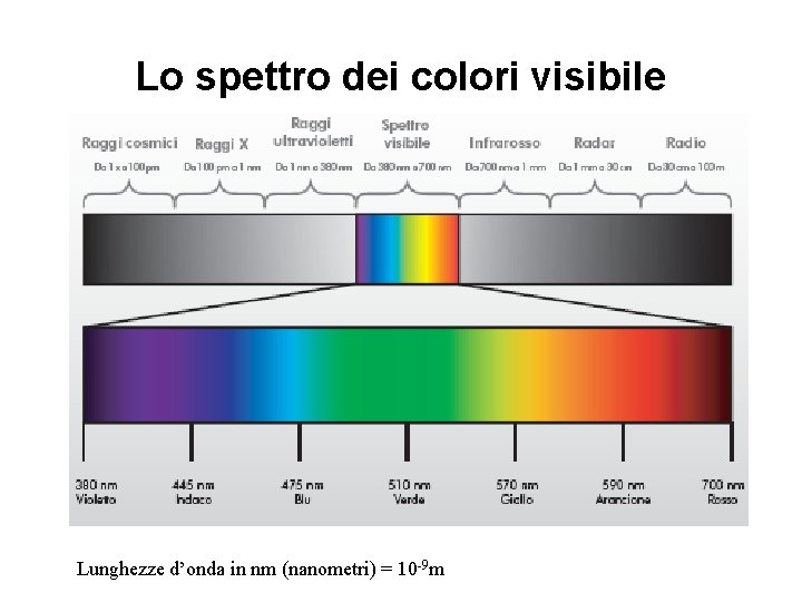 Lo spettro dei colori visibile Lunghezze d’onda in nm (nanometri) = 10 -9 m