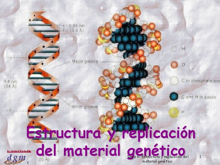 Estructura y replicación del material genético Dr. Antonio Barbadilla 1 Tema 6: Estructura y