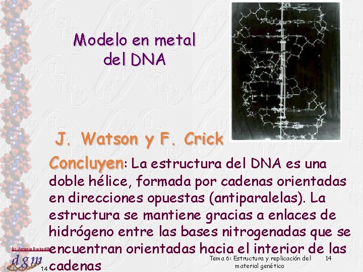 Modelo en metal del DNA J. Watson y F. Crick Concluyen: La estructura del