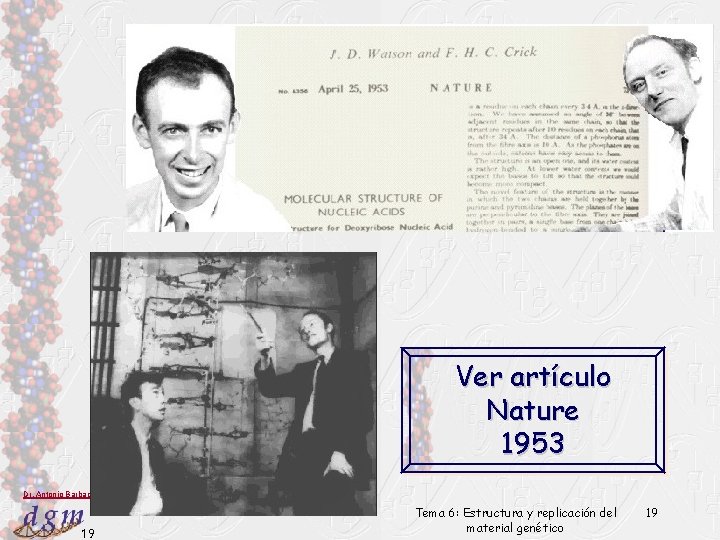 Ver artículo Nature 1953 Dr. Antonio Barbadilla 19 Tema 6: Estructura y replicación del