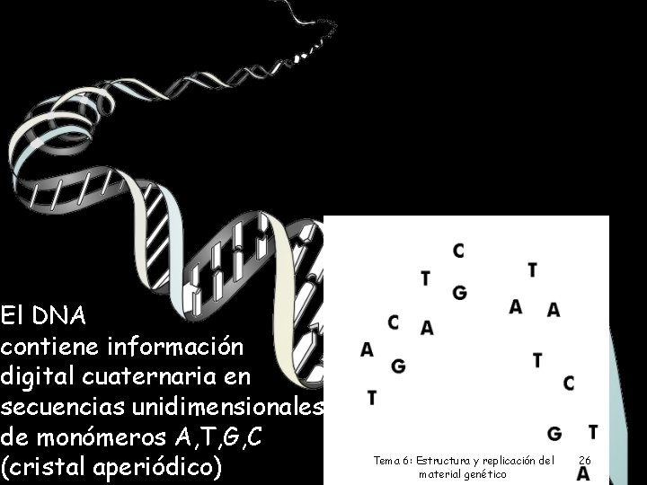 El DNA contiene información digital cuaternaria en secuencias unidimensionales de monómeros A, T, G,