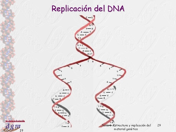 Replicación del DNA Dr. Antonio Barbadilla 29 Tema 6: Estructura y replicación del material