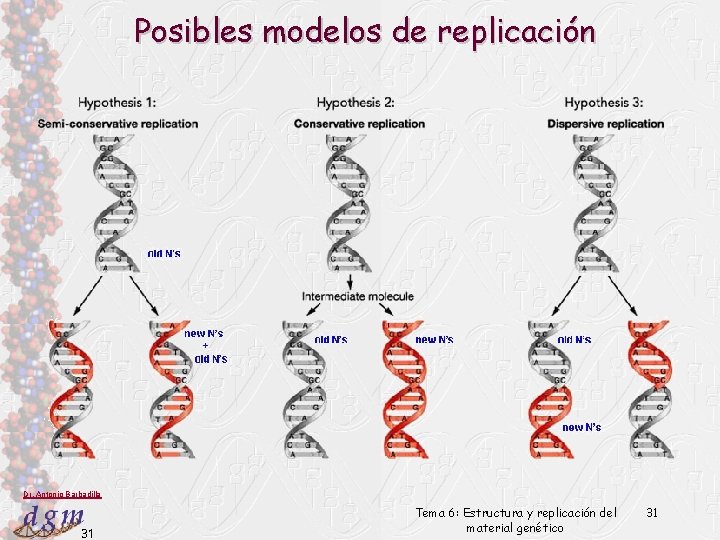 Posibles modelos de replicación Dr. Antonio Barbadilla 31 Tema 6: Estructura y replicación del