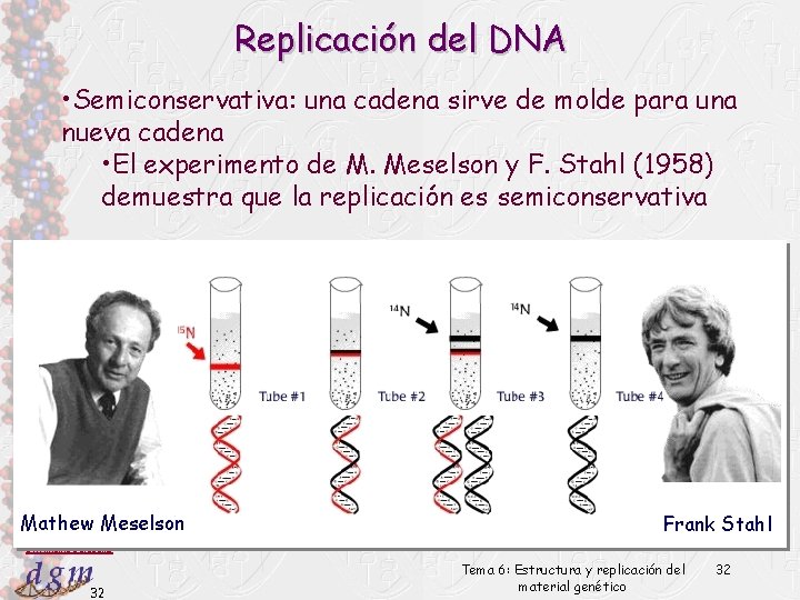 Replicación del DNA • Semiconservativa: una cadena sirve de molde para una nueva cadena