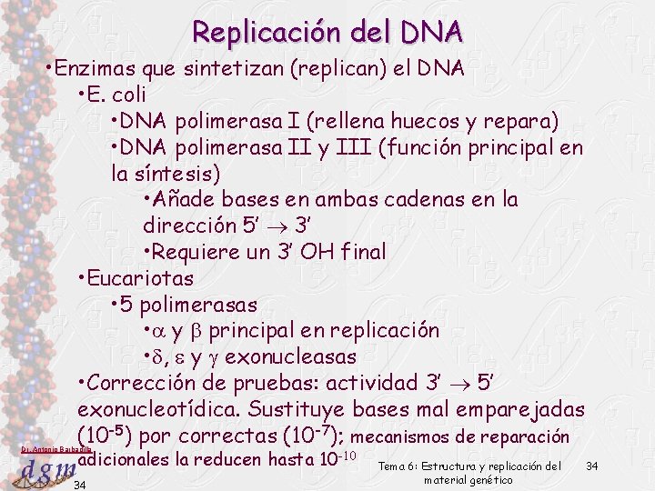 Replicación del DNA • Enzimas que sintetizan (replican) el DNA • E. coli •