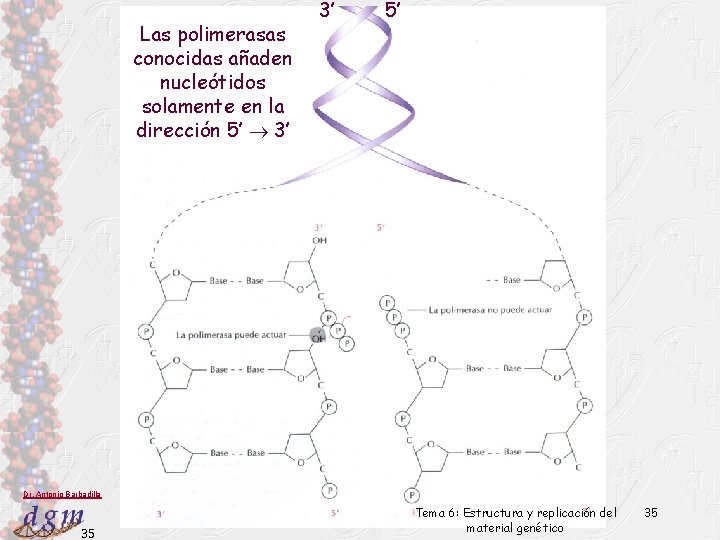 Las polimerasas conocidas añaden nucleótidos solamente en la dirección 5’ 3’ 3’ 5’ Dr.
