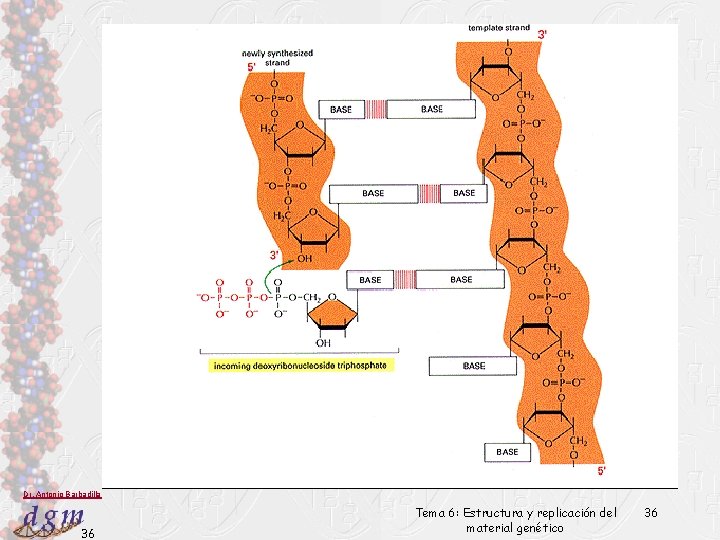 Dr. Antonio Barbadilla 36 Tema 6: Estructura y replicación del material genético 36 