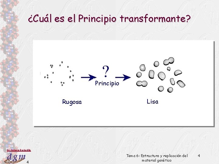 ¿Cuál es el Principio transformante? Principio Rugosa Lisa Dr. Antonio Barbadilla 4 Tema 6: