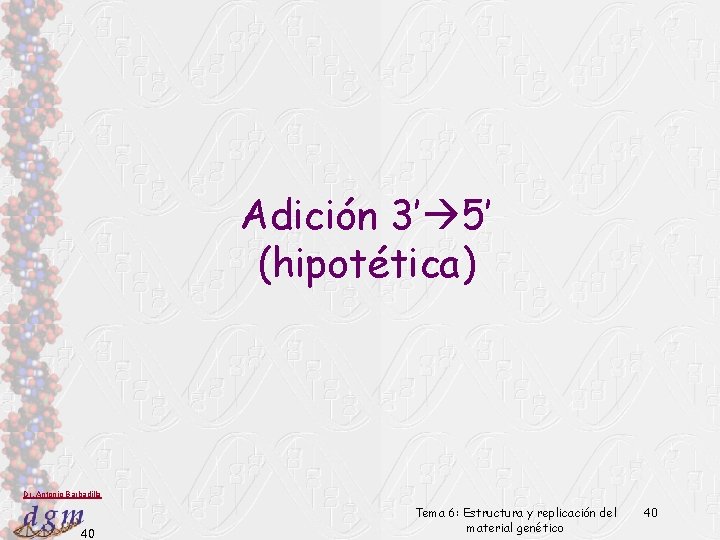 Adición 3’ 5’ (hipotética) Dr. Antonio Barbadilla 40 Tema 6: Estructura y replicación del