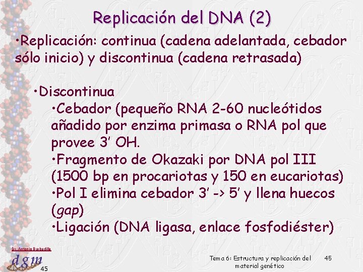 Replicación del DNA (2) • Replicación: continua (cadena adelantada, cebador sólo inicio) y discontinua