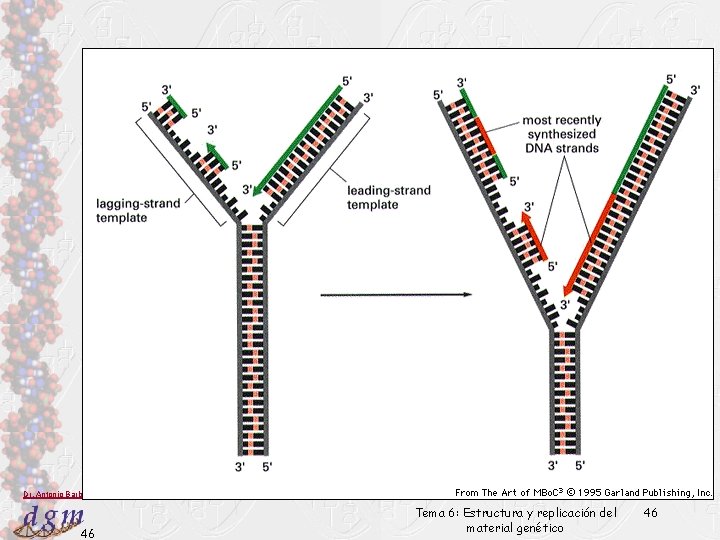 Dr. Antonio Barbadilla 46 Tema 6: Estructura y replicación del material genético 46 